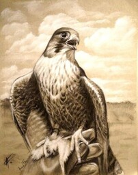 Na rukavici - Falo peregrinus, mladý ♂